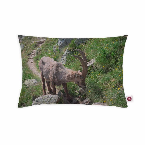 Motivkissen 30x20cm - Steinbock